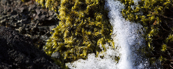 Image showing Closeup of fragile Icelandic moss