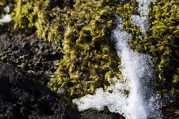 Image showing Closeup of fragile Icelandic moss