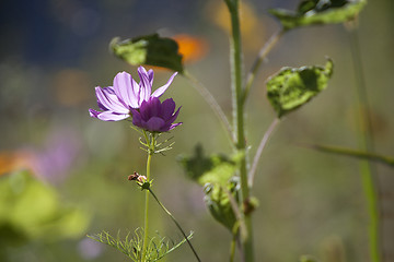 Image showing Wildflower meadow