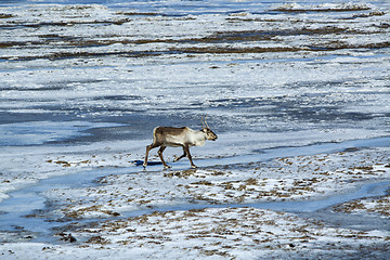 Image showing Reindeer in Iceland