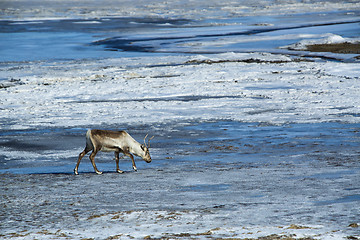 Image showing Reindeer in Iceland