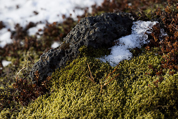 Image showing Closeup of fragile Icelandic moss