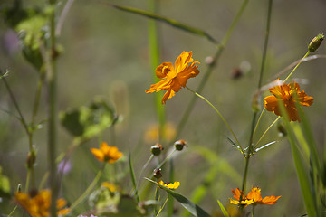 Image showing Wildflower meadow