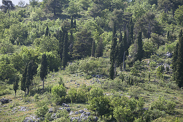 Image showing Cypress trees on a hill