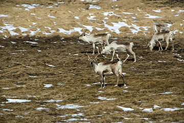 Image showing Reindeers in Iceland