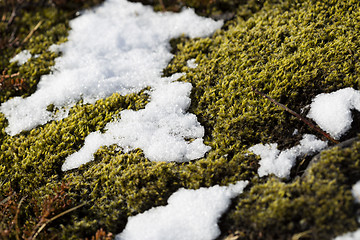 Image showing Closeup of fragile Icelandic moss