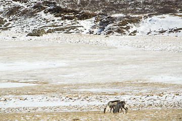 Image showing Two reindeers in Iceland