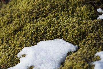 Image showing Closeup of fragile Icelandic moss