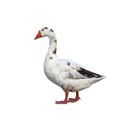 Image showing White goose