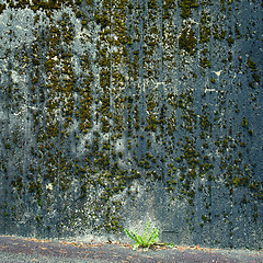 Image showing Green moss on old wall