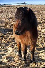 Image showing Brown icelandic pony on a meadow