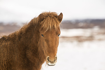 Image showing Portrait of a brown Icelandic horse 