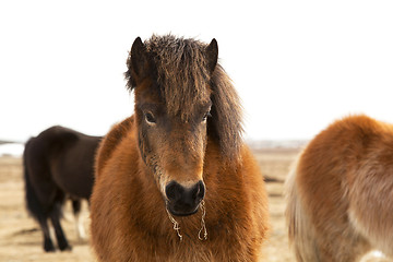 Image showing Portrait of an Icelandic pony with a brown mane