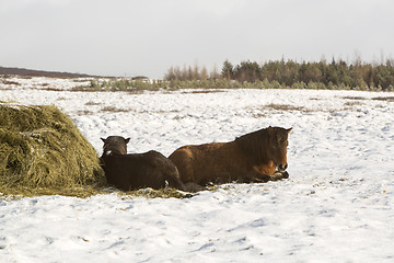 Image showing Two Icelandic horses in winter   