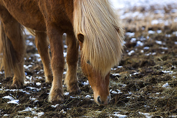 Image showing Portrait of a brown Icelandic horse 