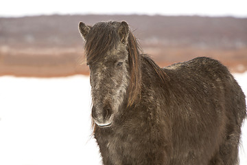 Image showing Icelandic horse in wintertime
