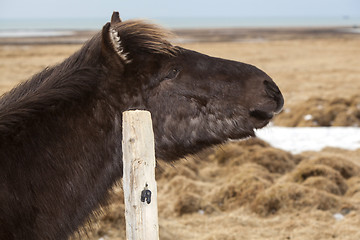 Image showing Portrait of a young black Icelandic horse