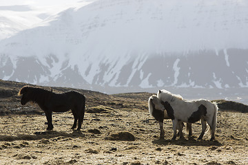Image showing Icelandic horses in wintertime