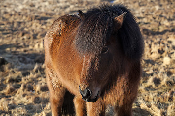 Image showing Brown Icelandic pony on a meadow