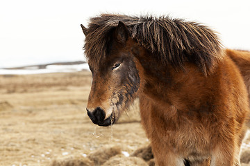 Image showing Portrait of an Icelandic pony with a brown mane