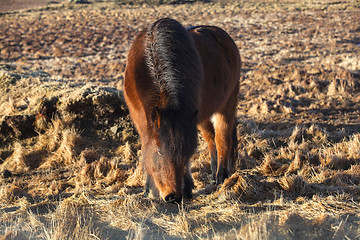 Image showing Brown Icelandic horse on a meadow