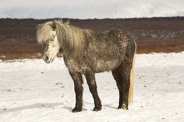 Image showing Portrait of an Icelandic horse 