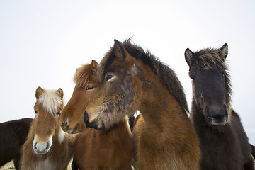 Image showing Curious Icelandic horses