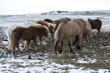 Image showing Herd of Icelandic horses in winter