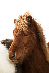 Image showing Portrait of an Icelandic pony with a brown mane