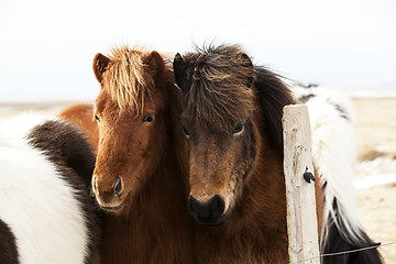 Image showing Herd of Icelandic ponies 