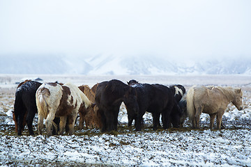 Image showing Herd of Icelandic horses after snow storm