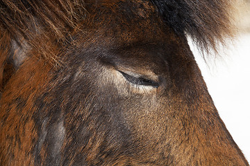 Image showing Closeup of brown Iceland horse with closed eyes