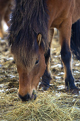 Image showing Brown Icelandic horse eats grass