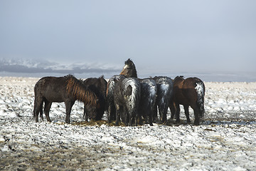 Image showing Herd of Icelandic horses after snow storm