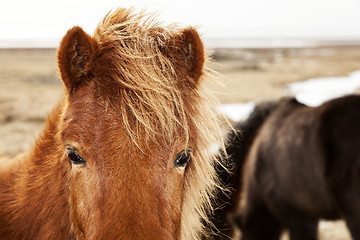 Image showing Closeup of a brown Icelandic pony 