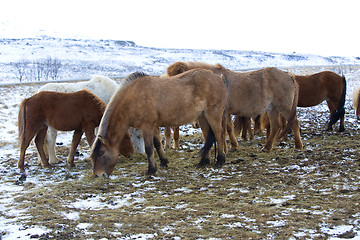 Image showing Herd of Icelandic horses in winter