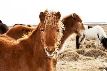 Image showing Portrait of an Icelandic pony with a brown mane