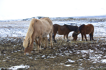 Image showing Herd of Icelandic horses in winter