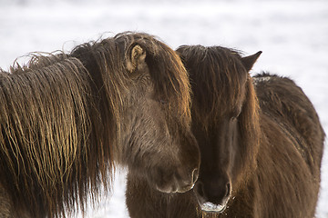 Image showing Two Icelandic horses in wintertime