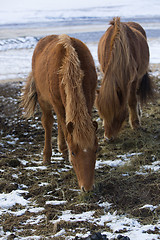 Image showing Young Icelandic foal with mother