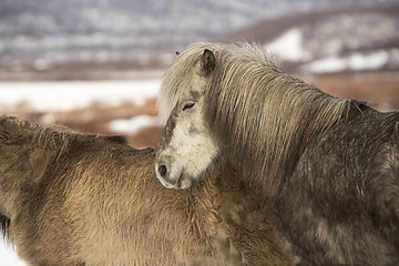 Image showing Icelandic pony in wintertime