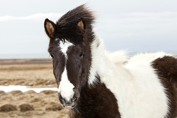 Image showing Portrait of a young black white Icelandic pony