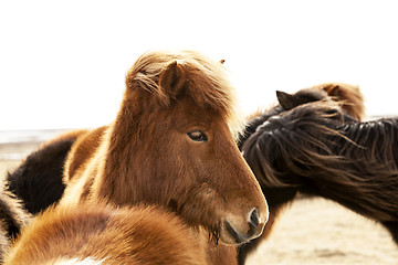 Image showing Portrait of an Icelandic pony with a brown mane