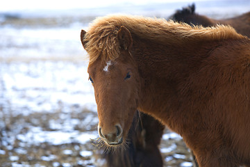 Image showing Portrait of a young brown Icelandic foal