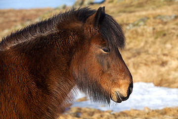 Image showing Brown Icelandic pony on a meadow