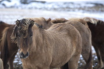 Image showing Herd of Icelandic horses in winter