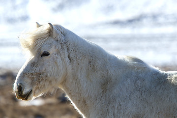 Image showing Portrait of a white Icelandic horse in winter landscape