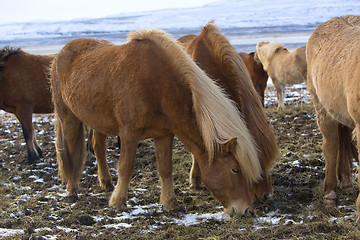 Image showing Herd of Icelandic horses in winter