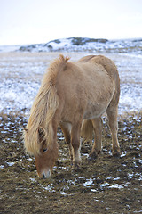 Image showing Portrait of a blond Icelandic horse 