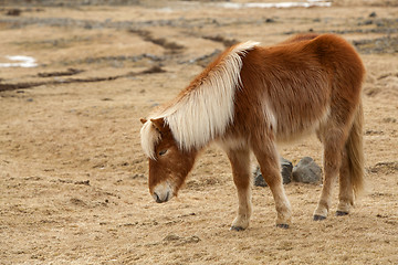 Image showing Portrait of a brown Icelandic horse 